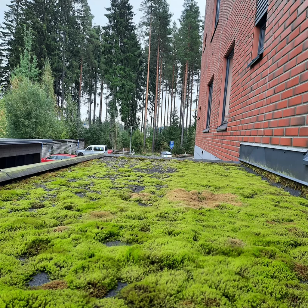 Erittäin sammaleinen huopakatto