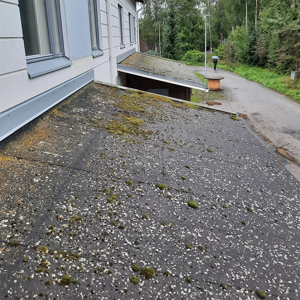 huopakatto jossa on paljon jäkälää ja sammalta