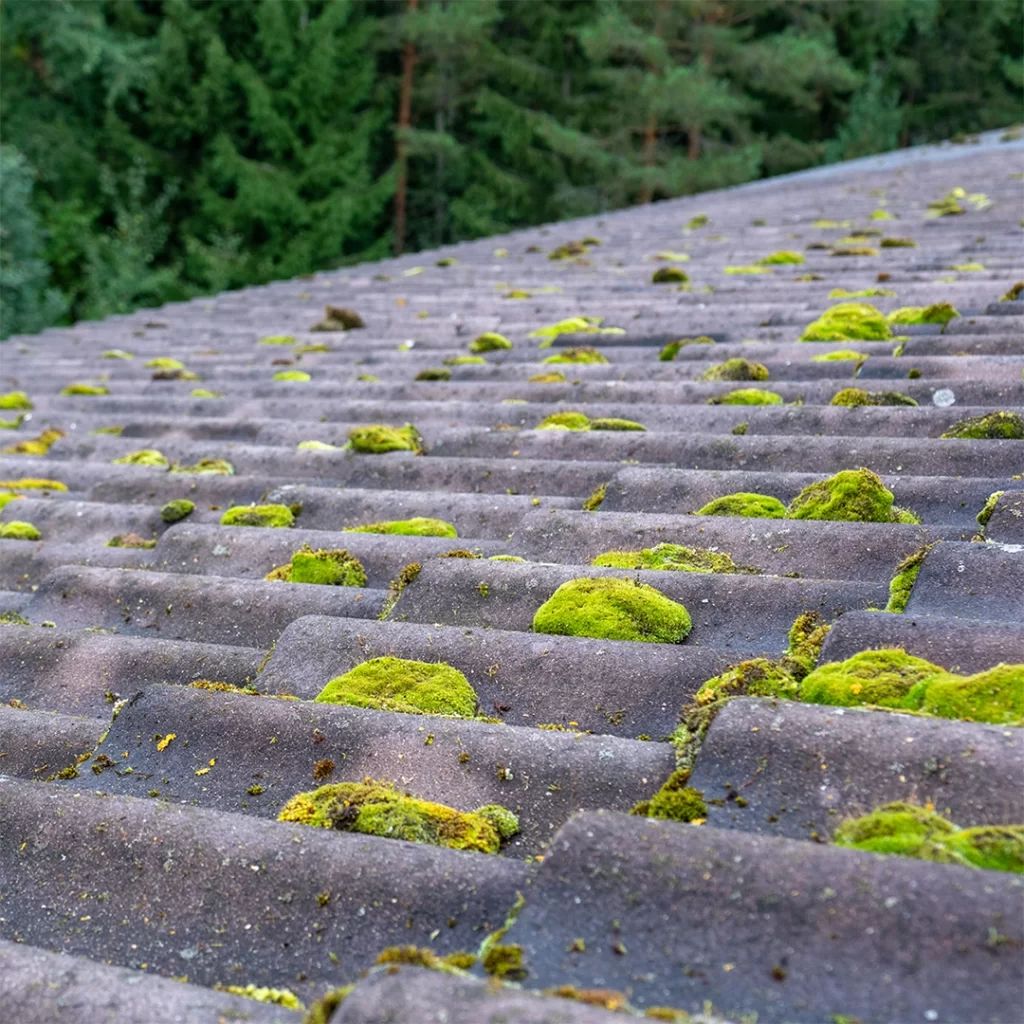Lähikuva tiilikatosta jossa on paljon sammalta