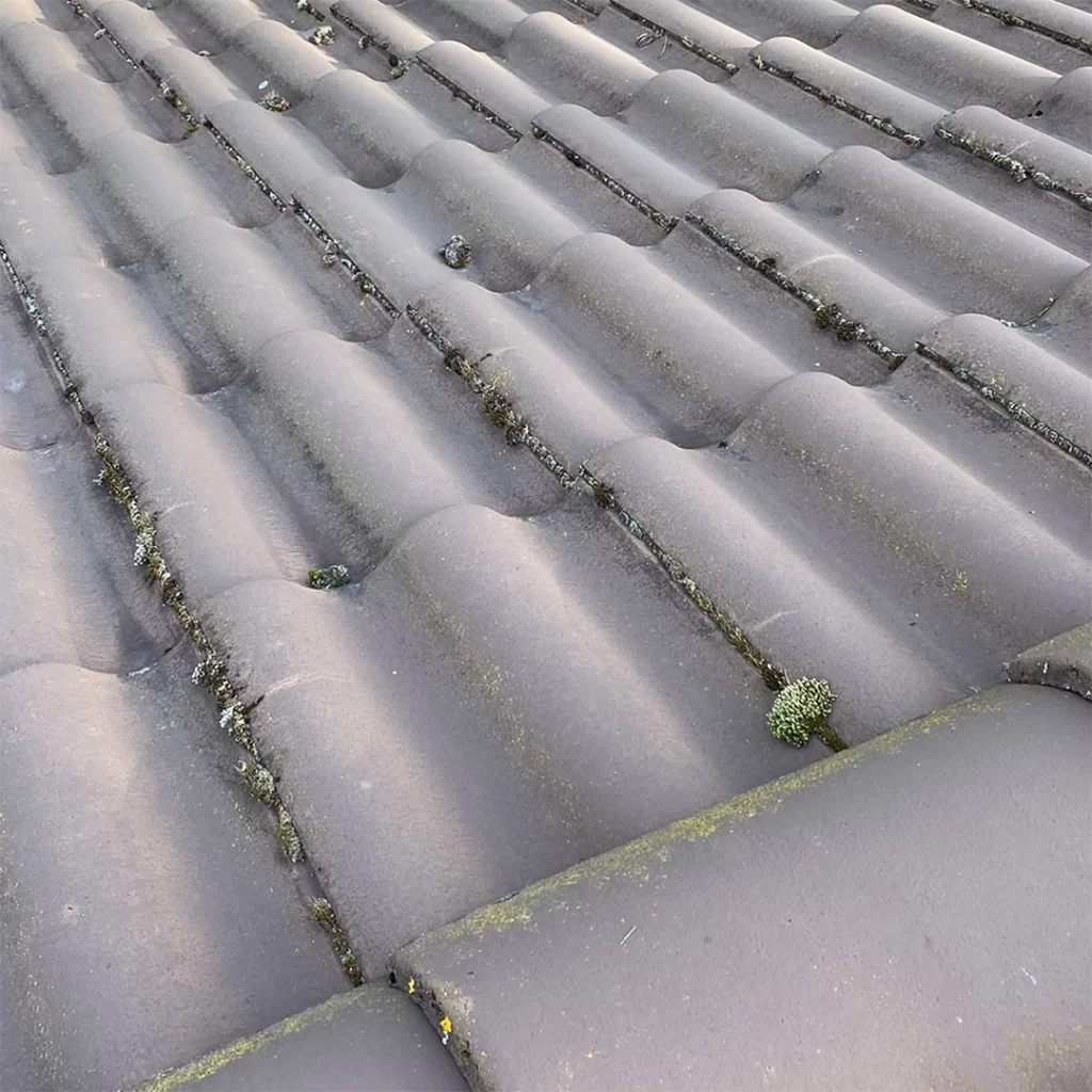 Lähikuva sammaloituneesta tiilikatosta