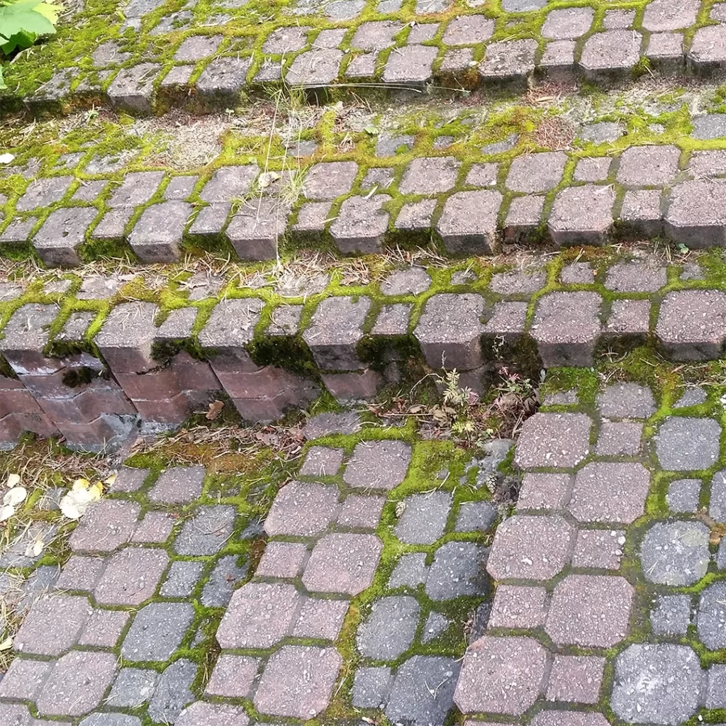 Lähikuva erittäin sammaloituneesta tiilikiveyksestä